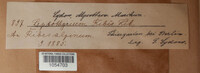 Drepanopeziza ribis image